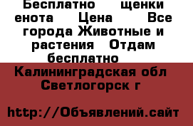 Бесплатно !!! щенки енота!! › Цена ­ 1 - Все города Животные и растения » Отдам бесплатно   . Калининградская обл.,Светлогорск г.